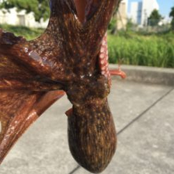 タコは夕マヅメのみ