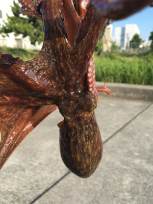 タコは夕マヅメのみ