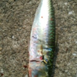 『釣りデビュー(^^)』212