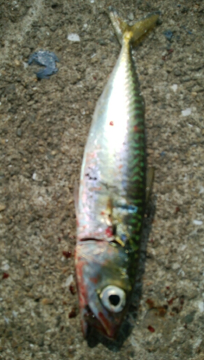 『釣りデビュー(^^)』212