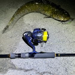 隙間時間に闇鯰