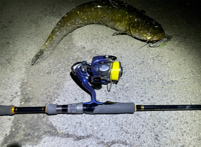 隙間時間に闇鯰