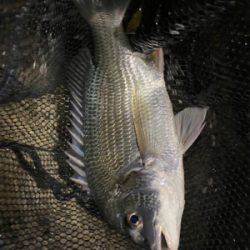 下手な人のチニング 釣果です。