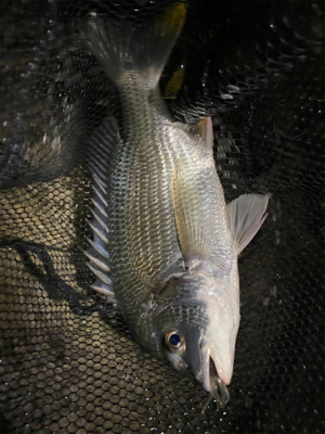 下手な人のチニング 釣果です。