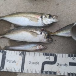 7/4釣果 でかいチヌと尺アジつれました!