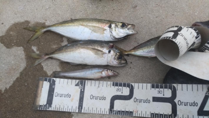 7/4釣果 でかいチヌと尺アジつれました!