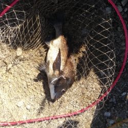 7/22釣果 チヌ尺アジマハタグレ