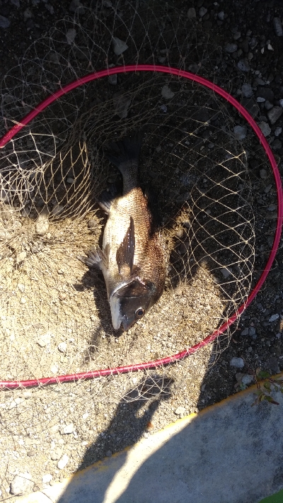 7/22釣果 チヌ尺アジマハタグレ