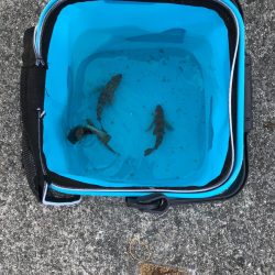 今年初のハマチ！