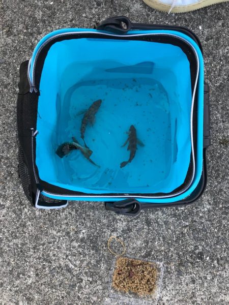 今年初のハマチ！