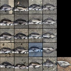 イチノ兄弟、釣果！