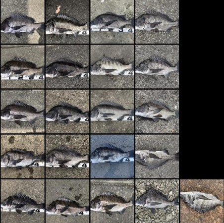 イチノ兄弟、釣果！