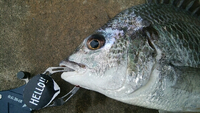 『釣りデビュー(^^)』194日目