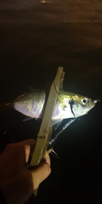 アジング練習 307