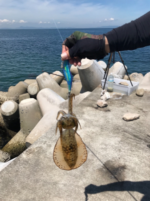 はしゃぎすぎ！夏イカ