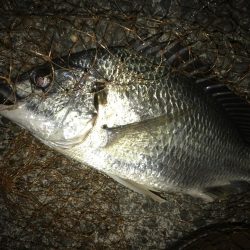 青イソメ流し釣り