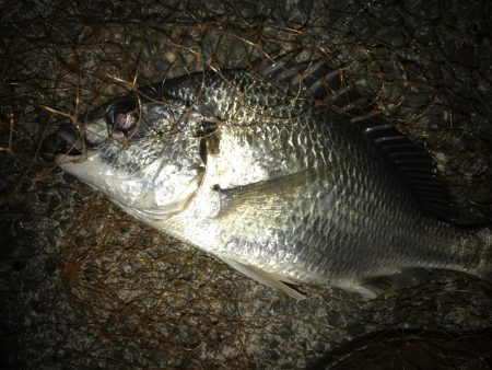 青イソメ流し釣り