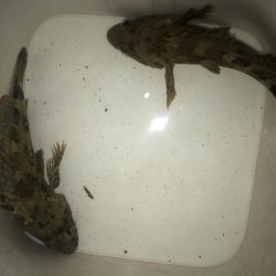 ダイソーワームでガシラ狙い