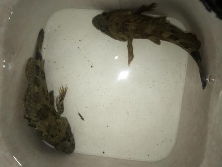 ダイソーワームでガシラ狙い