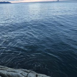 ふらットフィッシュ