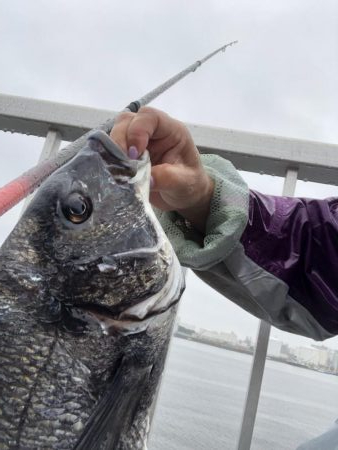 いいサイズのクロダイあがりましたー