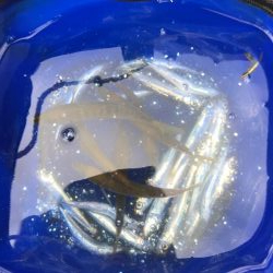 イワシマシマシ アジ少なっ!