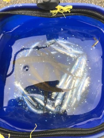 イワシマシマシ　アジ少なっ！