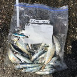 アジなしっ！イワシあり！