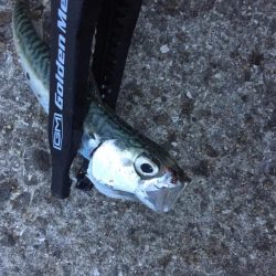 アジングならず