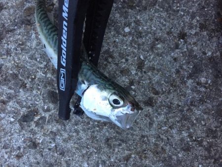 アジングならず