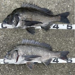 巨チヌ降臨‼️（イチノ兄弟）