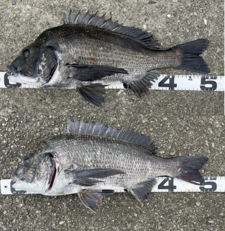 巨チヌ降臨‼️（イチノ兄弟）