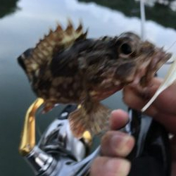 癒やしのガッシー5th