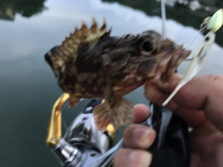 癒やしのガッシー5th