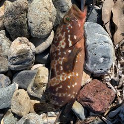 日本海夏アコウ開幕