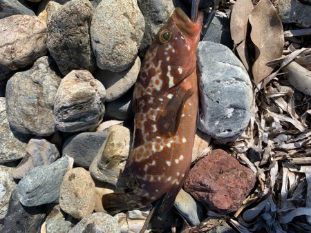 日本海夏アコウ開幕