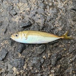 サバの連続攻撃