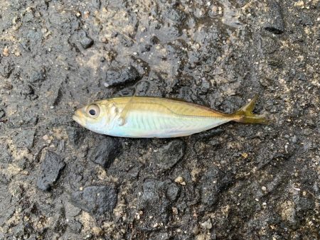 サバの連続攻撃