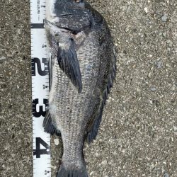 イチノ兄弟、釣果!