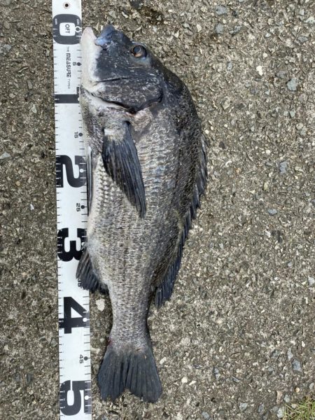 イチノ兄弟、釣果!