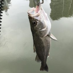 真昼間のご近所シーバス