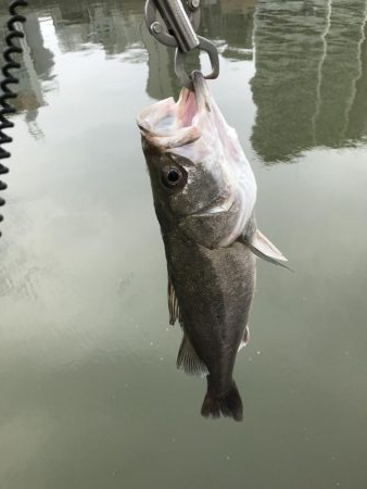 真昼間のご近所シーバス