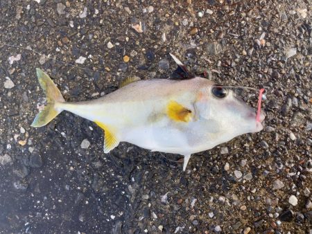 千葉港大潮の土曜日は朝から混んでた