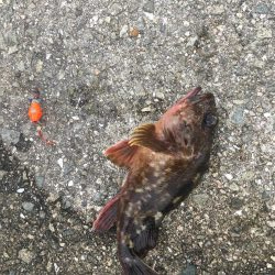 タコが大きくなってきました