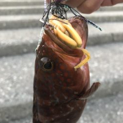 黒鯛を求めて…