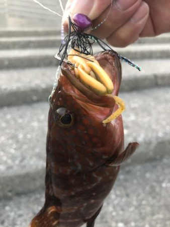 黒鯛を求めて…