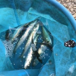 アジなしっ!イワシ多し