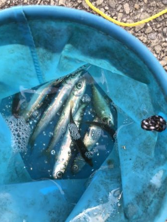 アジなしっ!イワシ多し