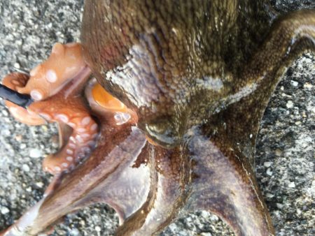 タコフィネス　タコエギノーロスト連続記録７０杯で潰える