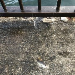 ゴミの中にイワシタイム